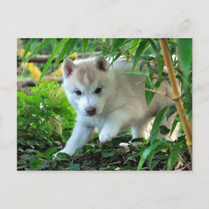 Carte Postale Chiot sibérien Husky