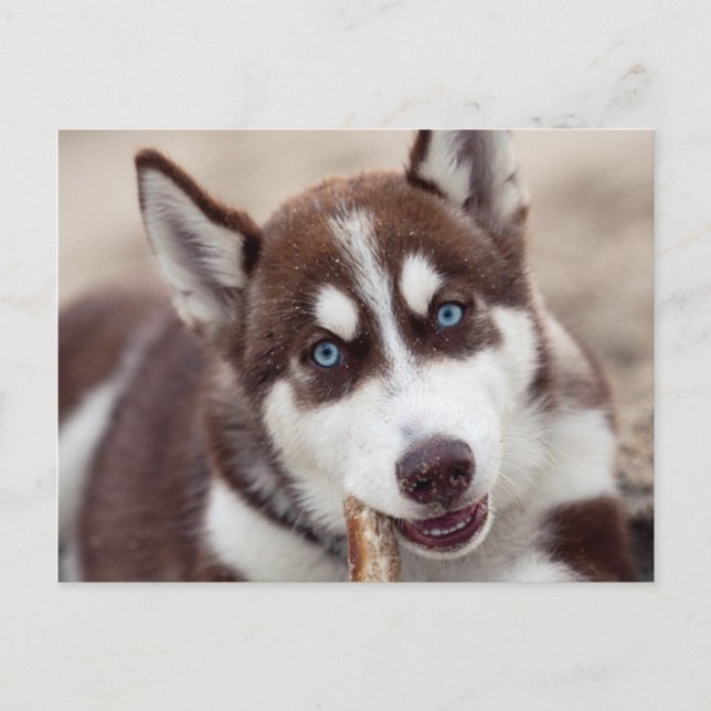 Carte Postale Chiot sibérien Husky à la plage (Devant)