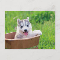 Chiot sibérien Husky dans un pot