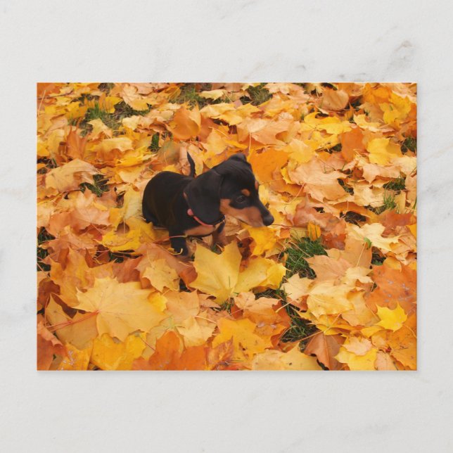Carte Postale chiot teckel (Devant)