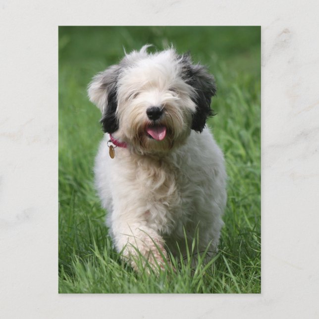 Carte Postale chiot tibétain (Devant)