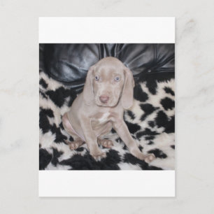 Carte Postale Chiot Weimaraner