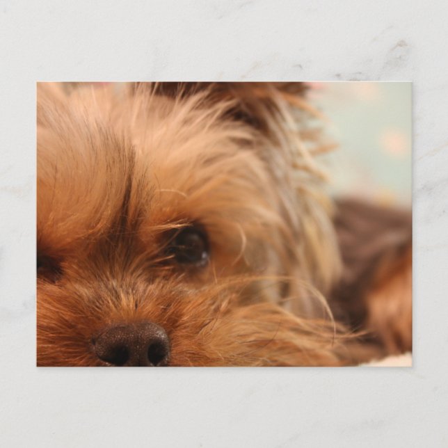 Carte Postale chiot yorkie (Devant)
