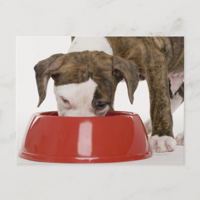Carte Postale Chiote pitbull mangeant dans une assiette (Devant)