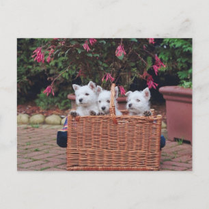 Carte Postale Chiots adorables