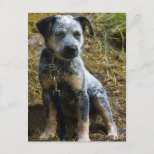 Carte Postale Chiots Blue Heeler