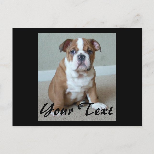 Carte Postale Chiots Bouledogue Anglais (Devant)