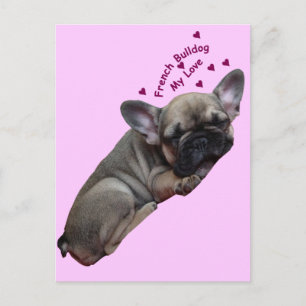 Carte Postale Chiots Bouledogue Français
