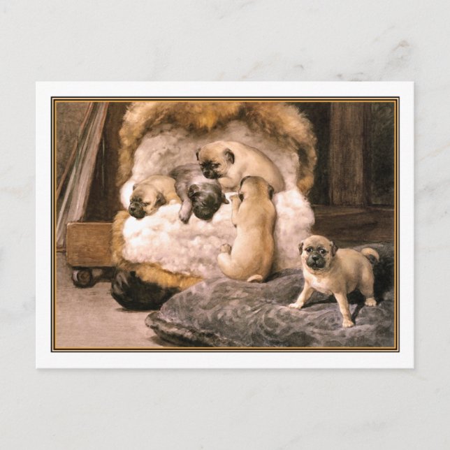Carte Postale Chiots Carlins 15b (Devant)