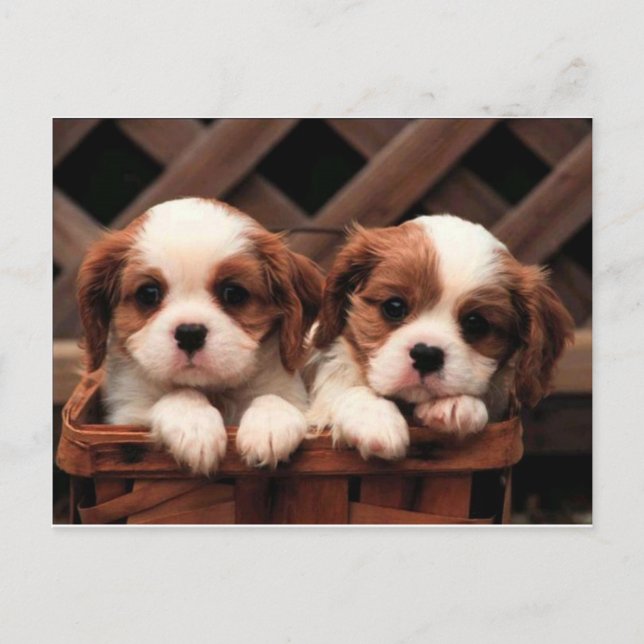 Carte Postale Chiots cavalier (Devant)