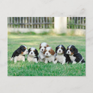Carte Postale Chiots Cavalier King Charles Spaniel