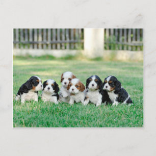 Carte Postale Chiots Cavalier King Charles Spaniel
