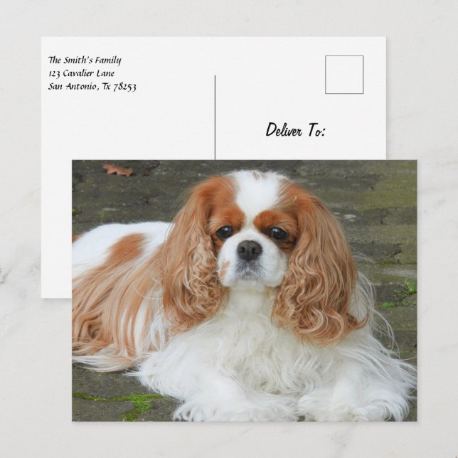 Carte Postale Chiots Cavalier King Charles Spaniel Blenheim (Devant / Derrière)