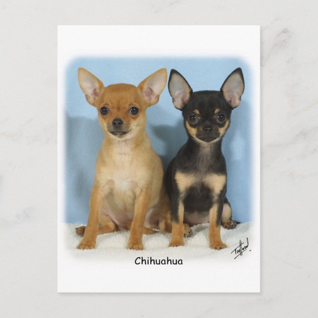 Carte Postale Chiots Chihuahua 9W079D-011 (Devant)