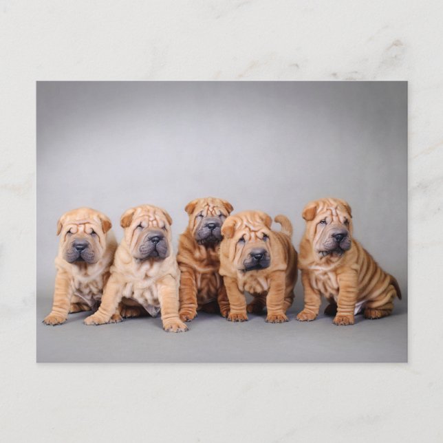 Carte Postale Chiots chinois Shar Pei (Devant)