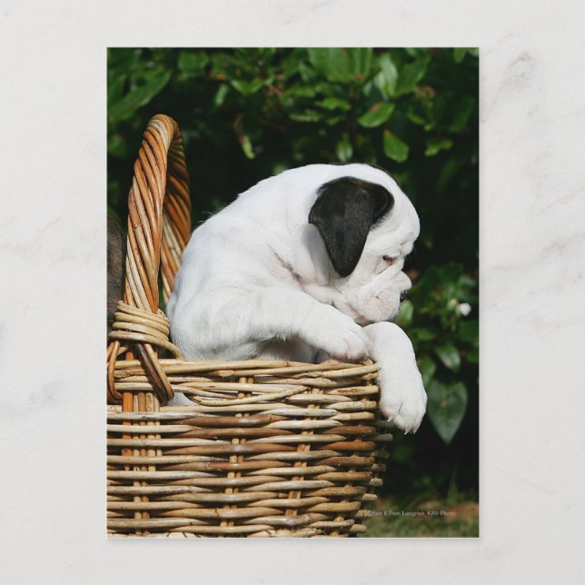 Carte Postale Chiots de boîte dans le panier (Devant)