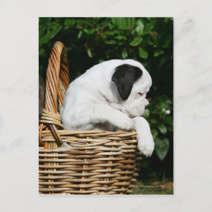 Carte Postale Chiots de boîte dans le panier