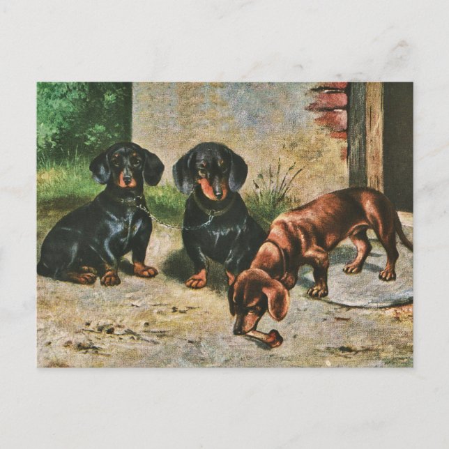 Carte Postale Chiots de Dachshund (Devant)