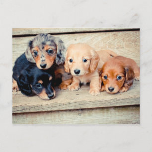 Carte Postale Chiots de Dachshund
