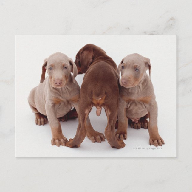 Carte Postale Chiots de Doberman Pinscher (Devant)