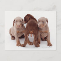 Chiots de Doberman Pinscher