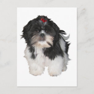 Carte Postale Chiots de Shitzu Shih Tzu