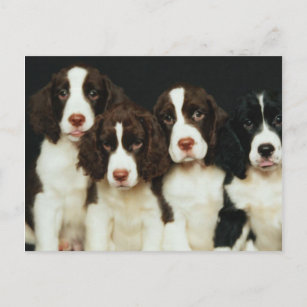 Cartes Postales Epagneul De Springer Anglais Originales Zazzle Ca