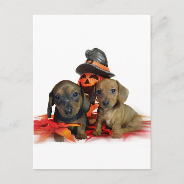 Carte Postale Chiots d'Halloween Dachshund (Devant)