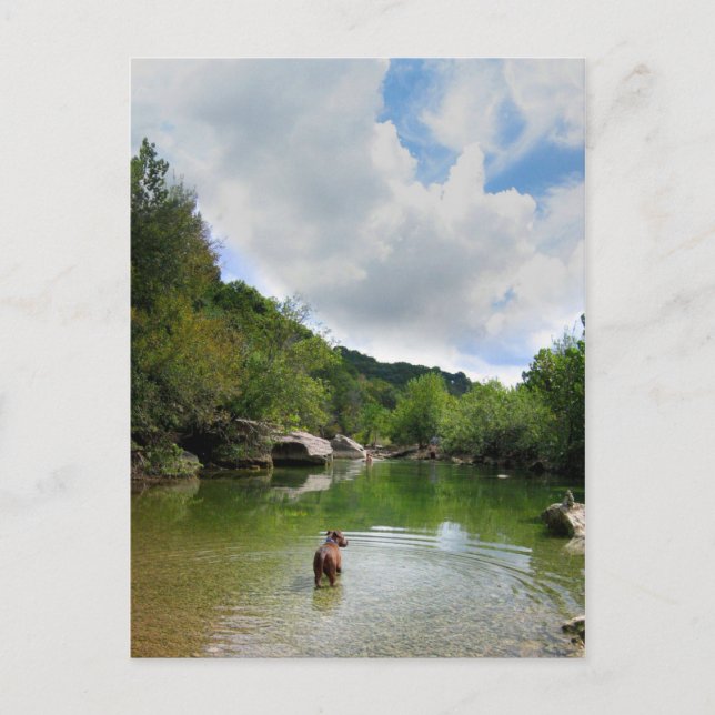 Carte Postale Chiots explorant Barton Creek - Austin Texas (Devant)