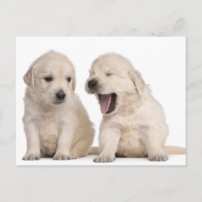 Carte Postale Chiots Golden Retriever (4 semaines) (Devant)