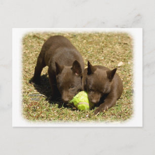 Carte Postale Chiots Kelpie australiens 9P022D-018