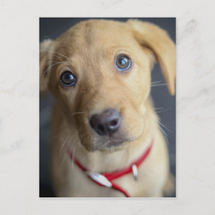 Carte Postale Chiots Labrador Rouge Renard