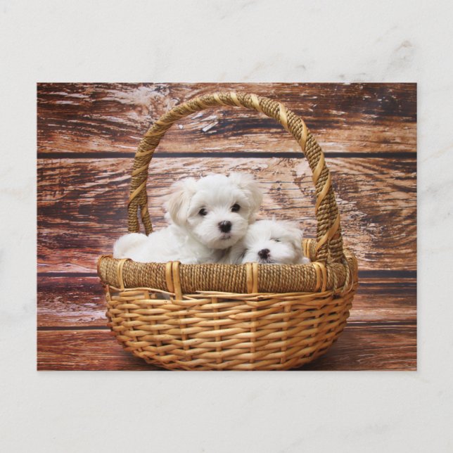Carte Postale Chiots maltais dans une corbeille (Devant)