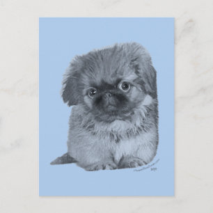 Carte Postale Chiots Pékinois Bleu