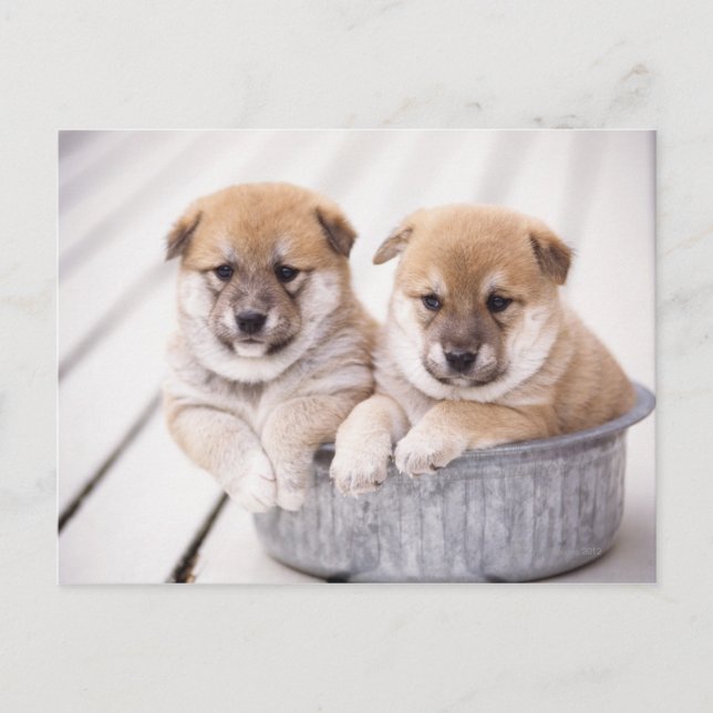 Carte Postale Chiots Shiba Inu dans une baignoire en aluminium (Devant)