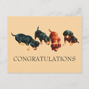Carte Postale Chiots Teckel Curieux Félicitations