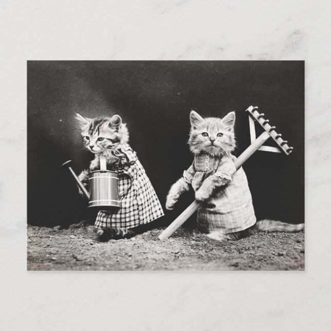 Carte postale Chiots vintages et chatons (Devant)