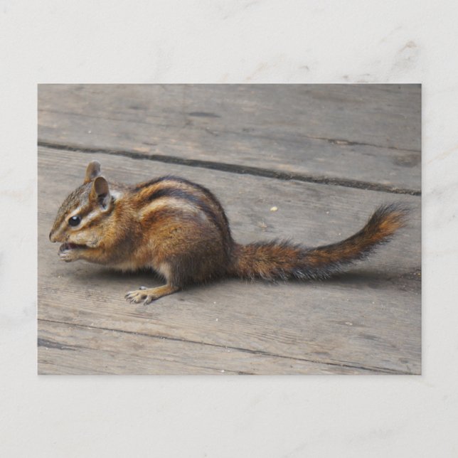 Carte postale Chipmunk (Devant)