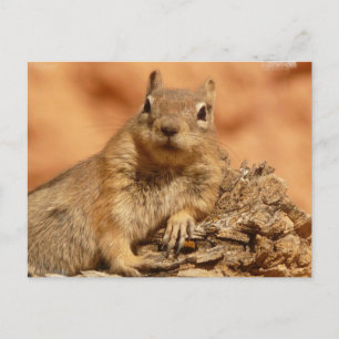 Carte postale Chipmunk