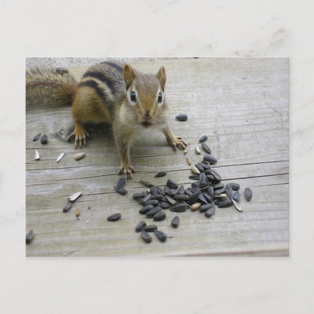 Carte Postale Chipmunk (Devant)