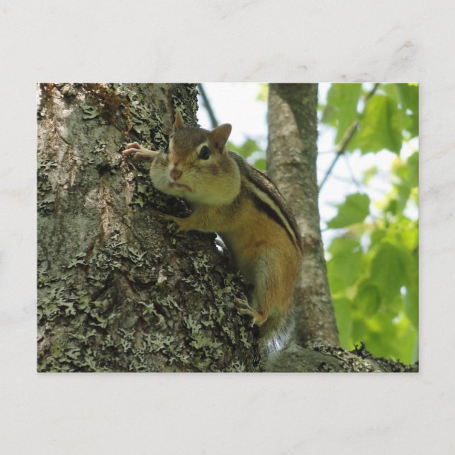 Carte Postale Chipmunk (Devant)