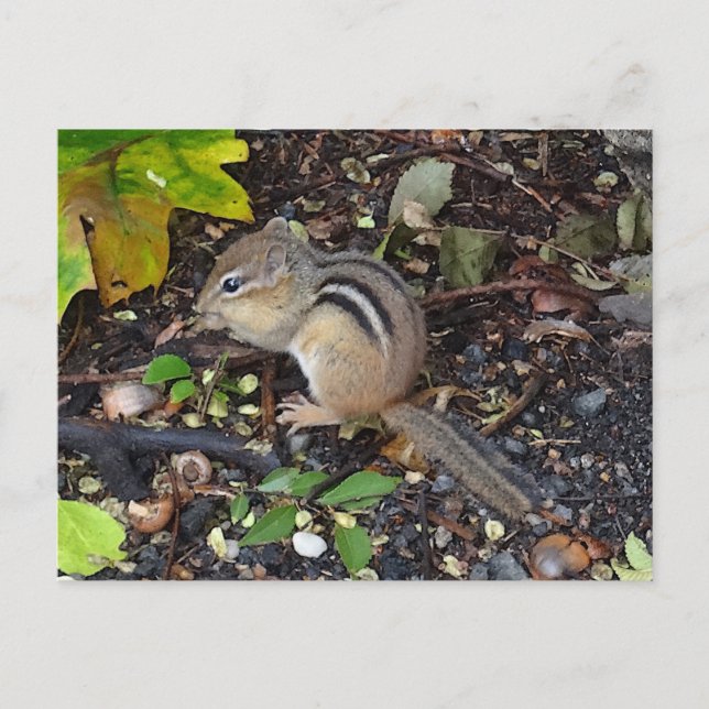 Carte postale Chipmunk #2 (Devant)