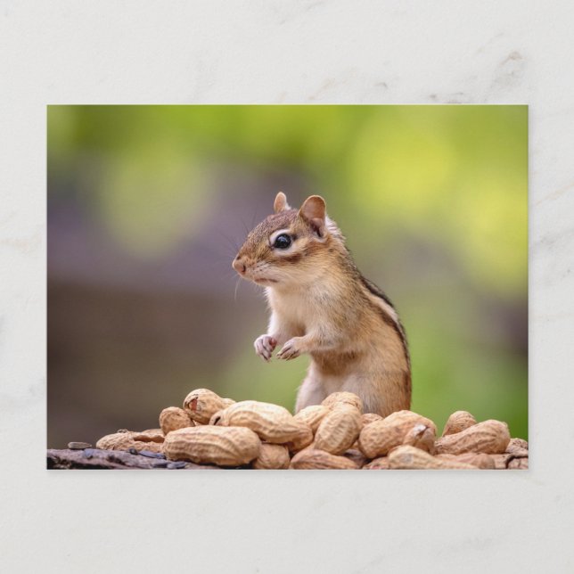 Carte Postale Chipmunk aux cacahuètes (Devant)