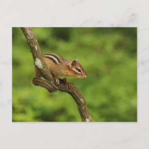 Carte Postale Chipmunk bébé dans un arbre