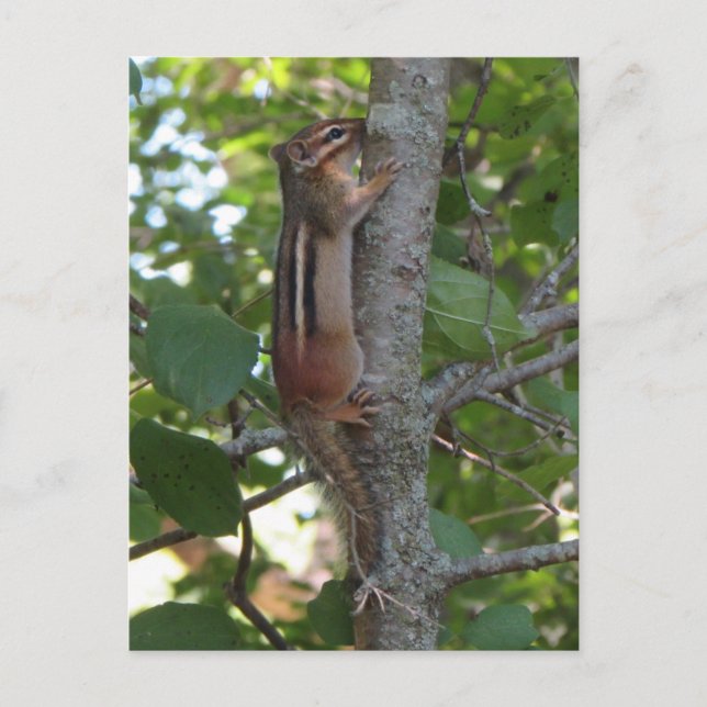 Carte Postale Chipmunk dans les bois (Devant)