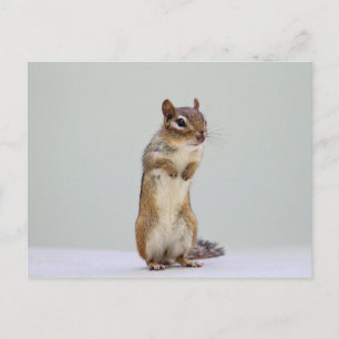 Carte Postale Chipmunk debout photo