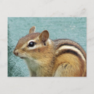 Carte Postale Chipmunk - Gros plan