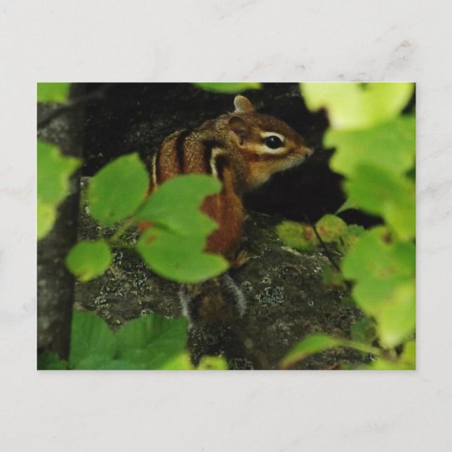 Carte Postale Chipmunk in Warren Vermont (Devant)
