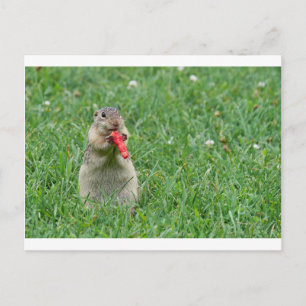 Carte Postale Chipmunk.JPG