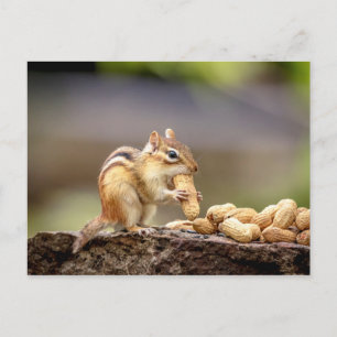 Carte Postale Chipmunk mange une cacahuète